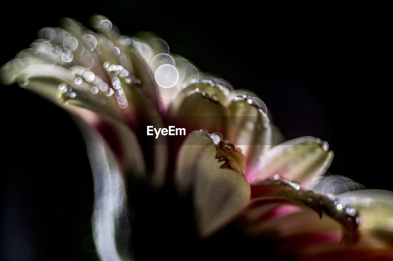 CLOSE-UP OF WATER DROPS ON FLOWER