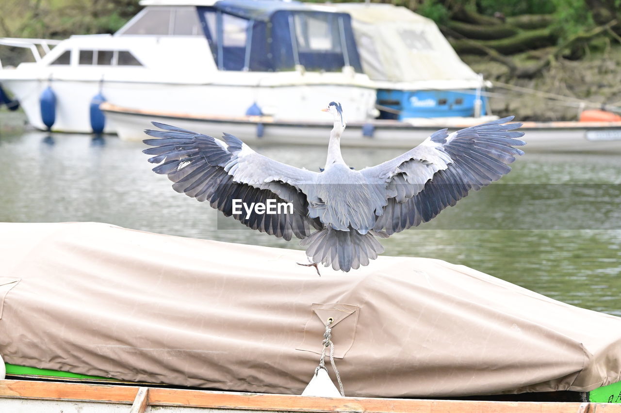 water, flying, bird, animal, animal themes, animal wildlife, wildlife, spread wings, vehicle, boat, nature, day, transportation, lake, one animal, nautical vessel, mode of transportation, wing, outdoors, ship, animal body part, no people, focus on foreground, watercraft, mid-air