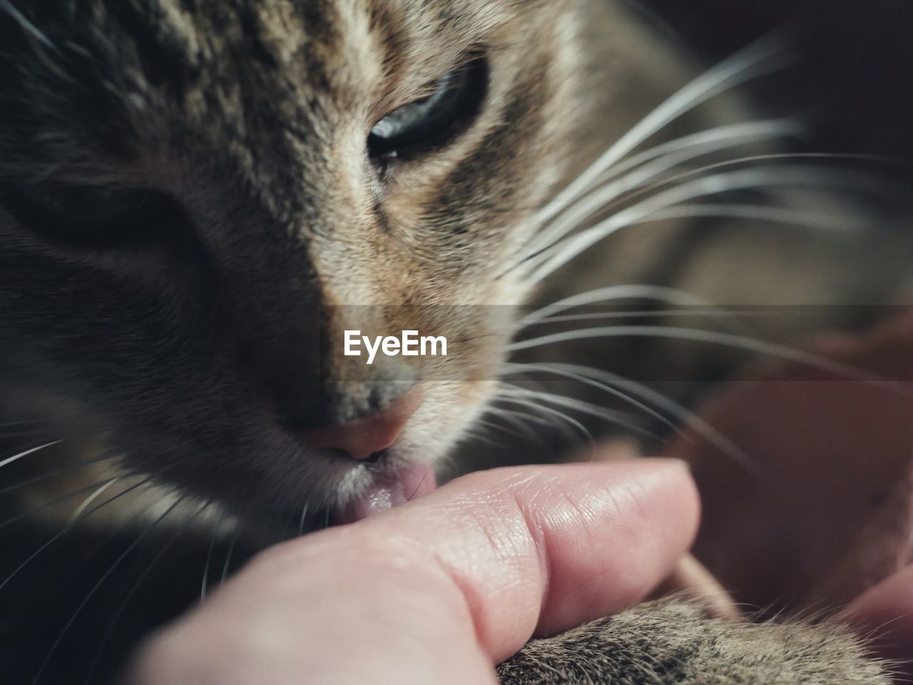 Close-up of tabby cat