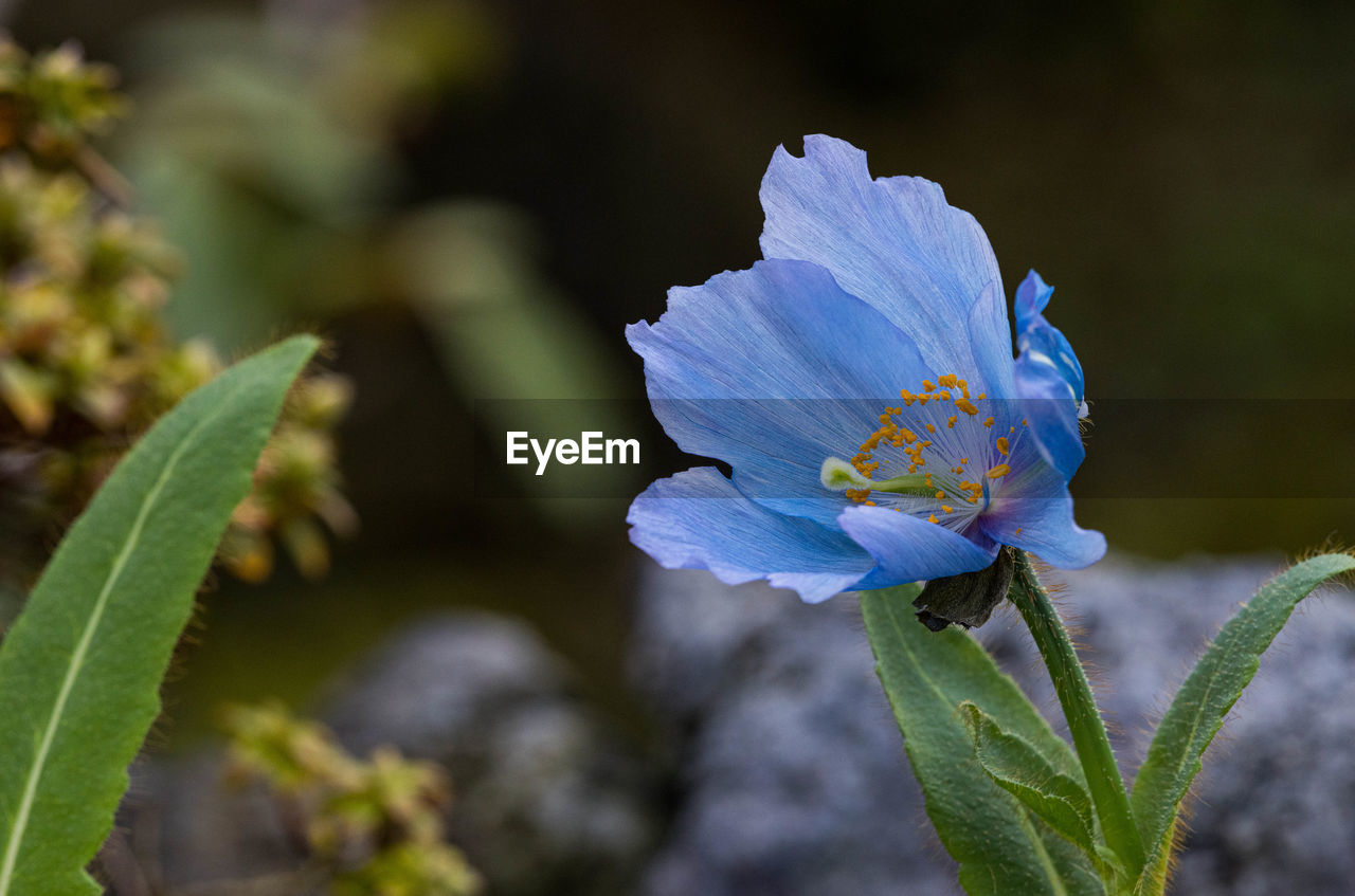 close-up of purple flower