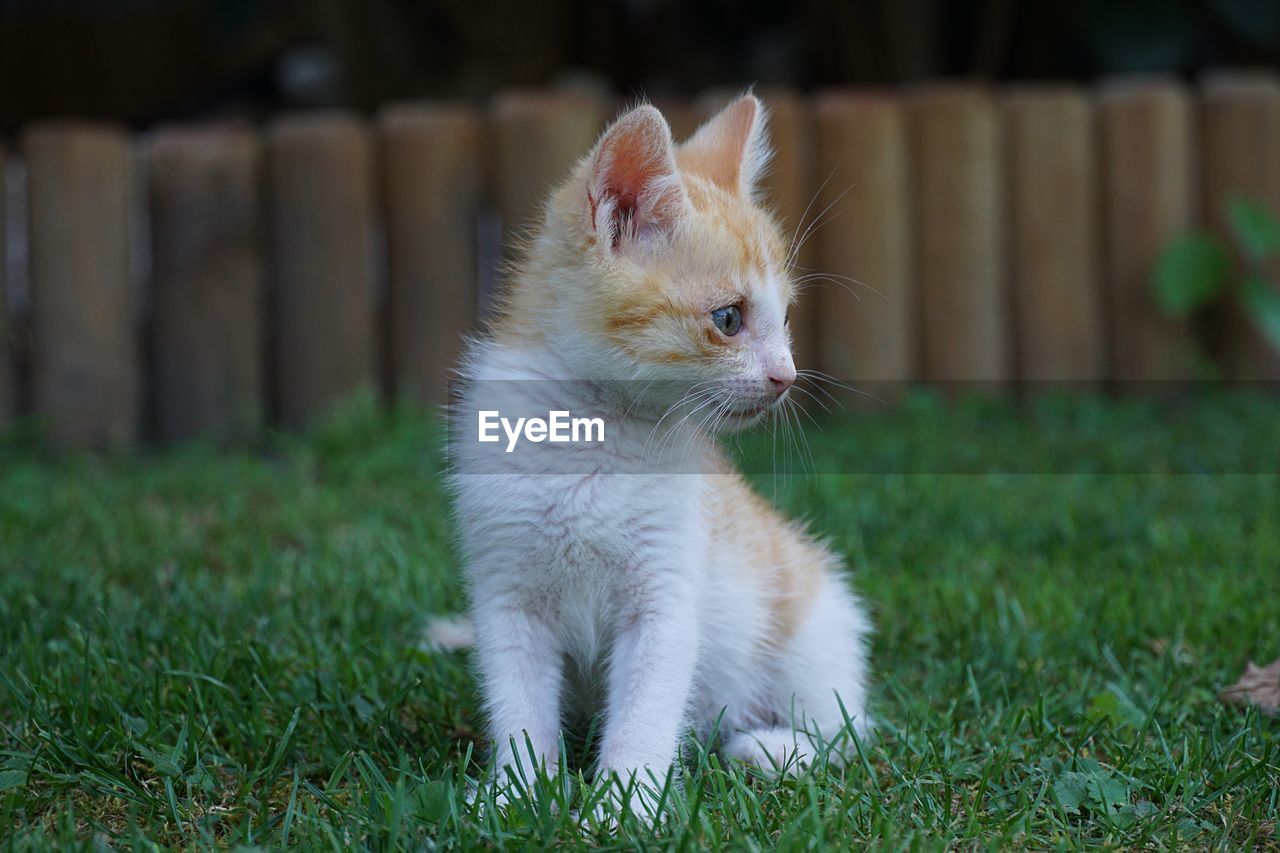 CAT LOOKING AWAY IN FIELD