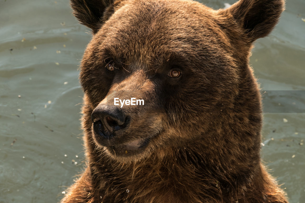Portrait of brown bear at lake