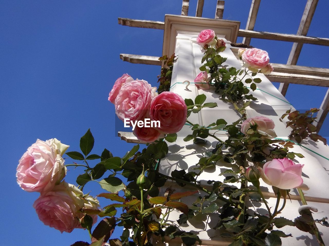 LOW ANGLE VIEW OF PINK ROSE FLOWERS AGAINST SKY