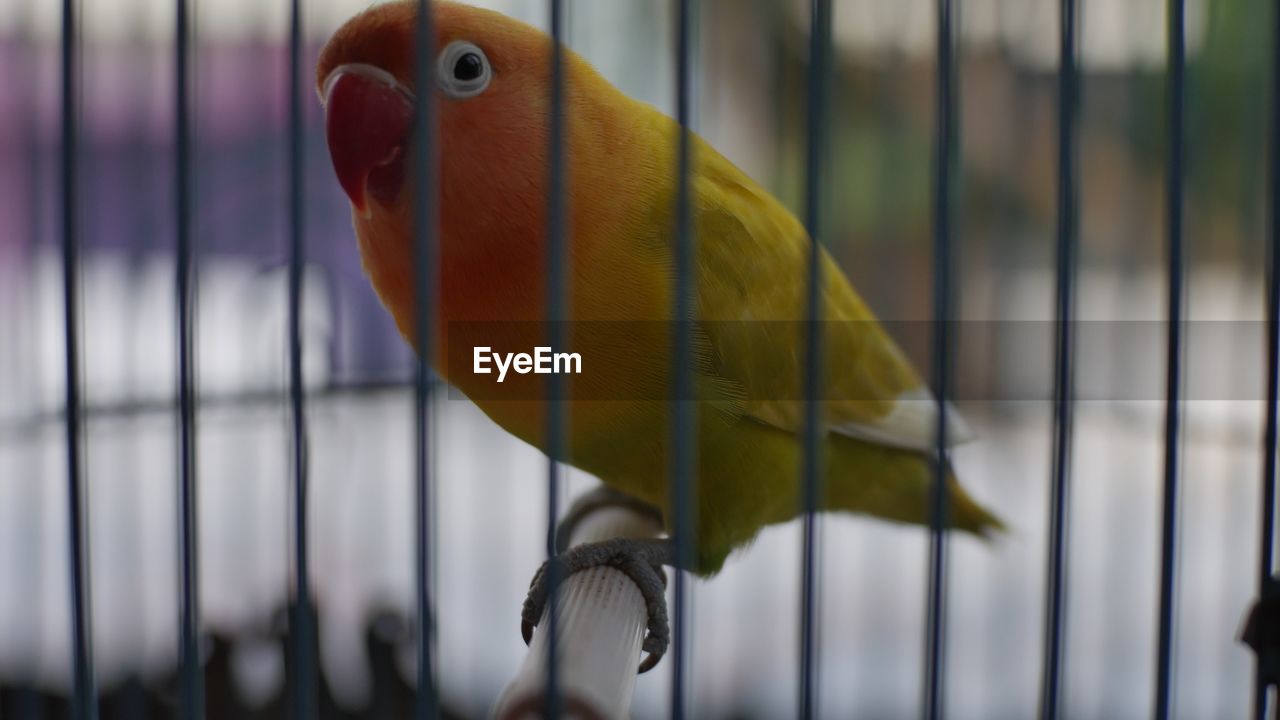 CLOSE-UP OF A PARROT IN CAGE