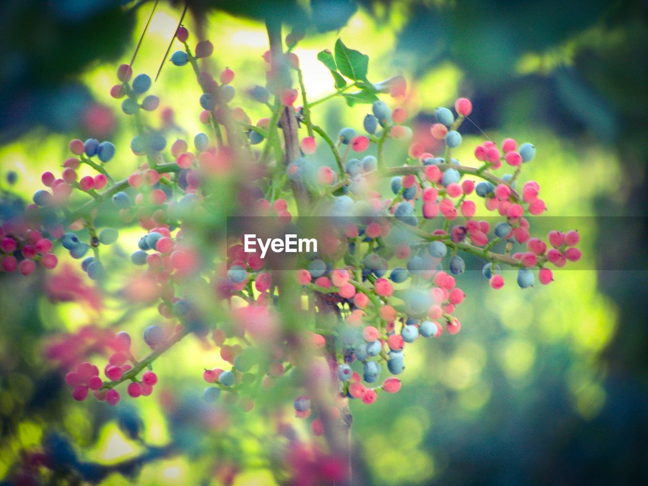 CLOSE-UP OF RED BERRIES GROWING ON TREE