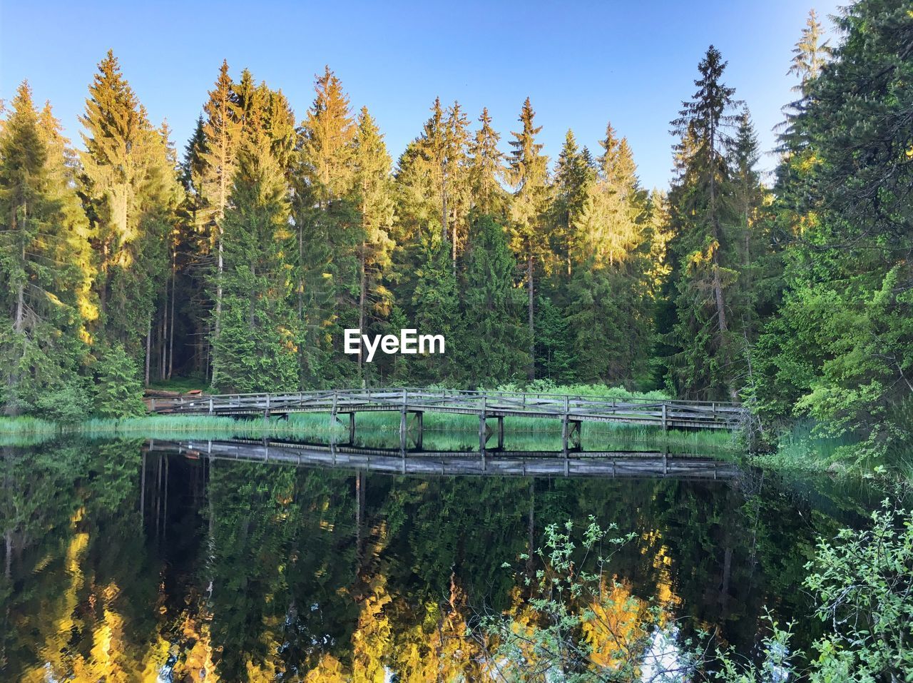 Reflection of trees in calm lake