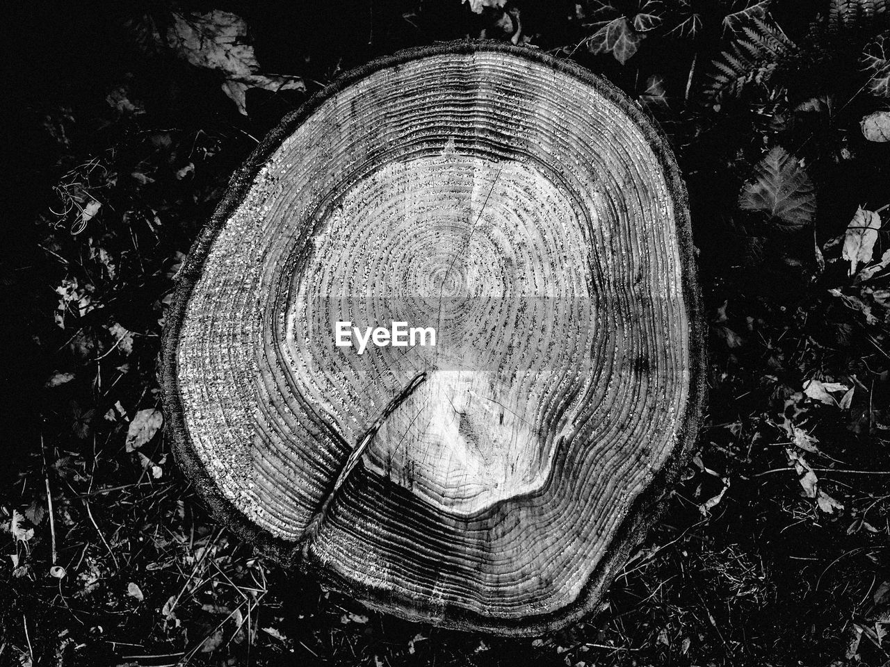 Close-up of tree stump on field