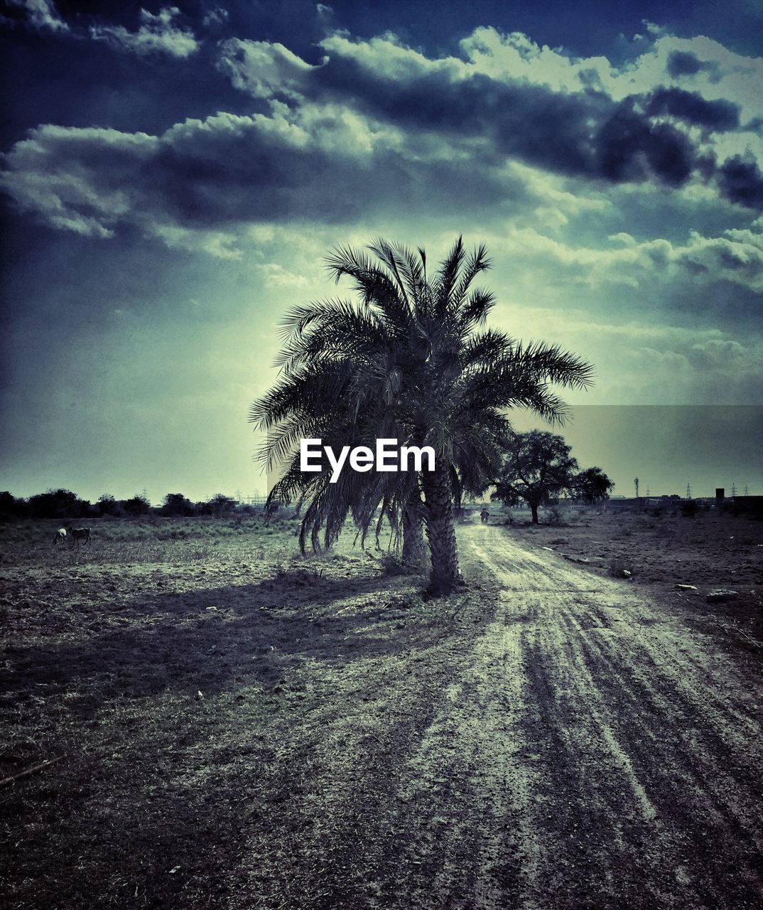 Dirt road by date palm tree on field against sky