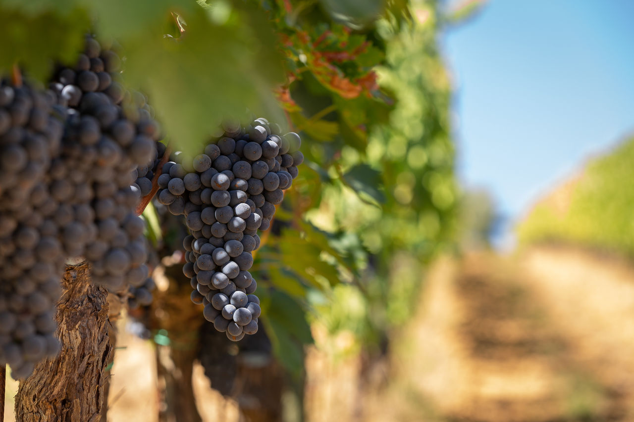 Ripened red grapes hang from the branches of vineyards