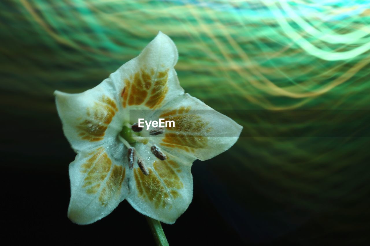 CLOSE-UP OF WHITE FLOWER HEAD