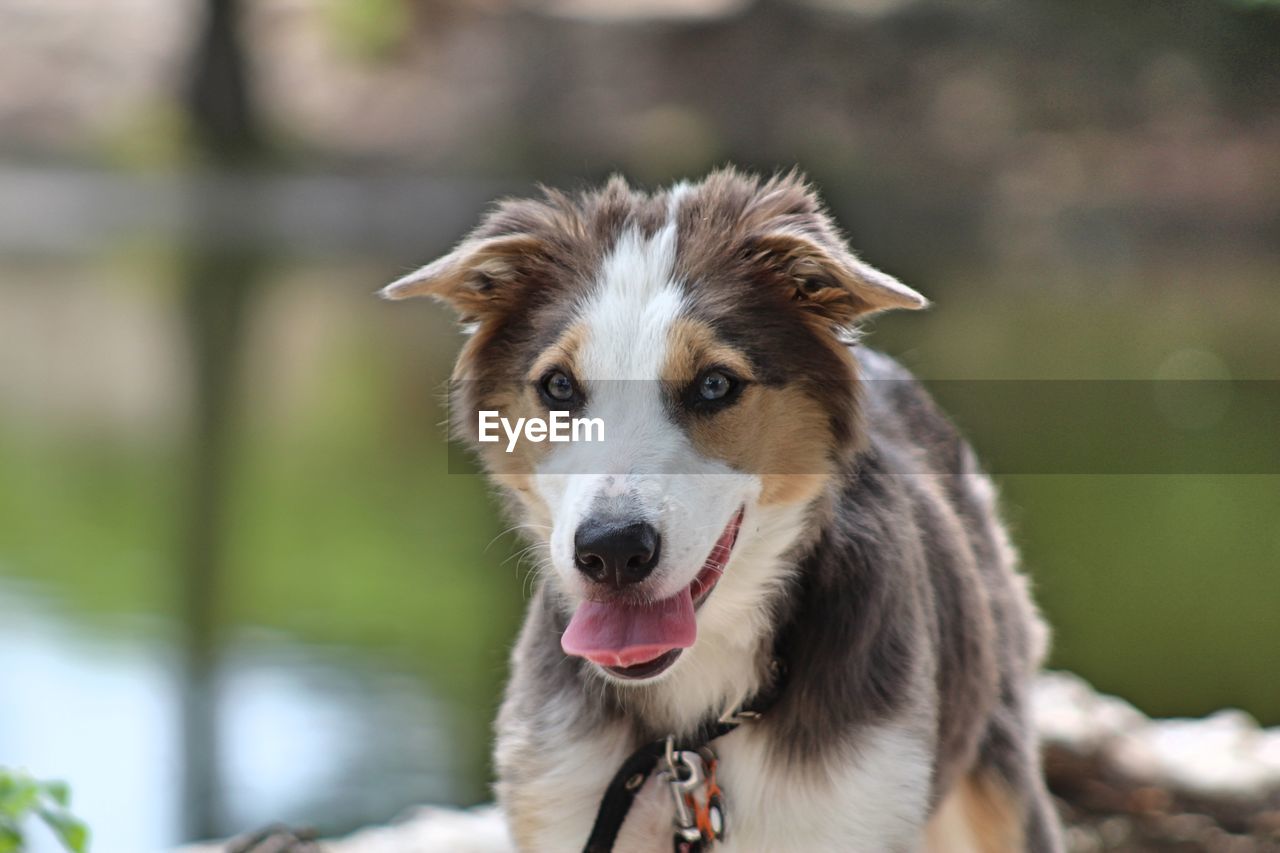 Dog sticking out tongue while standing against lake