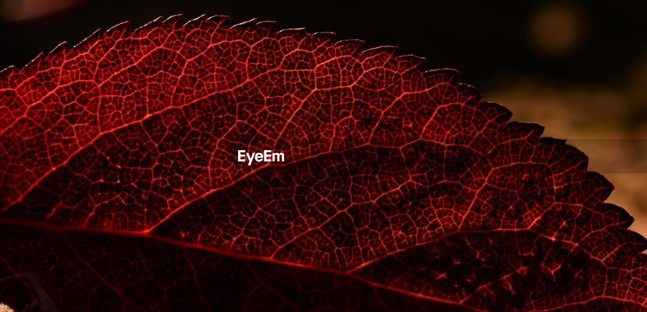 Close-up of red dry leaf