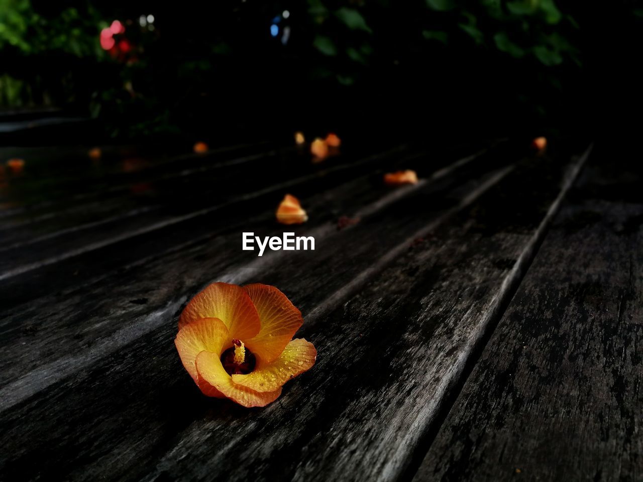 CLOSE-UP OF ORANGE LEAF ON TABLE