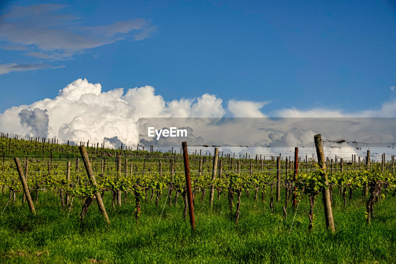 Scenic view of vineyard against sky