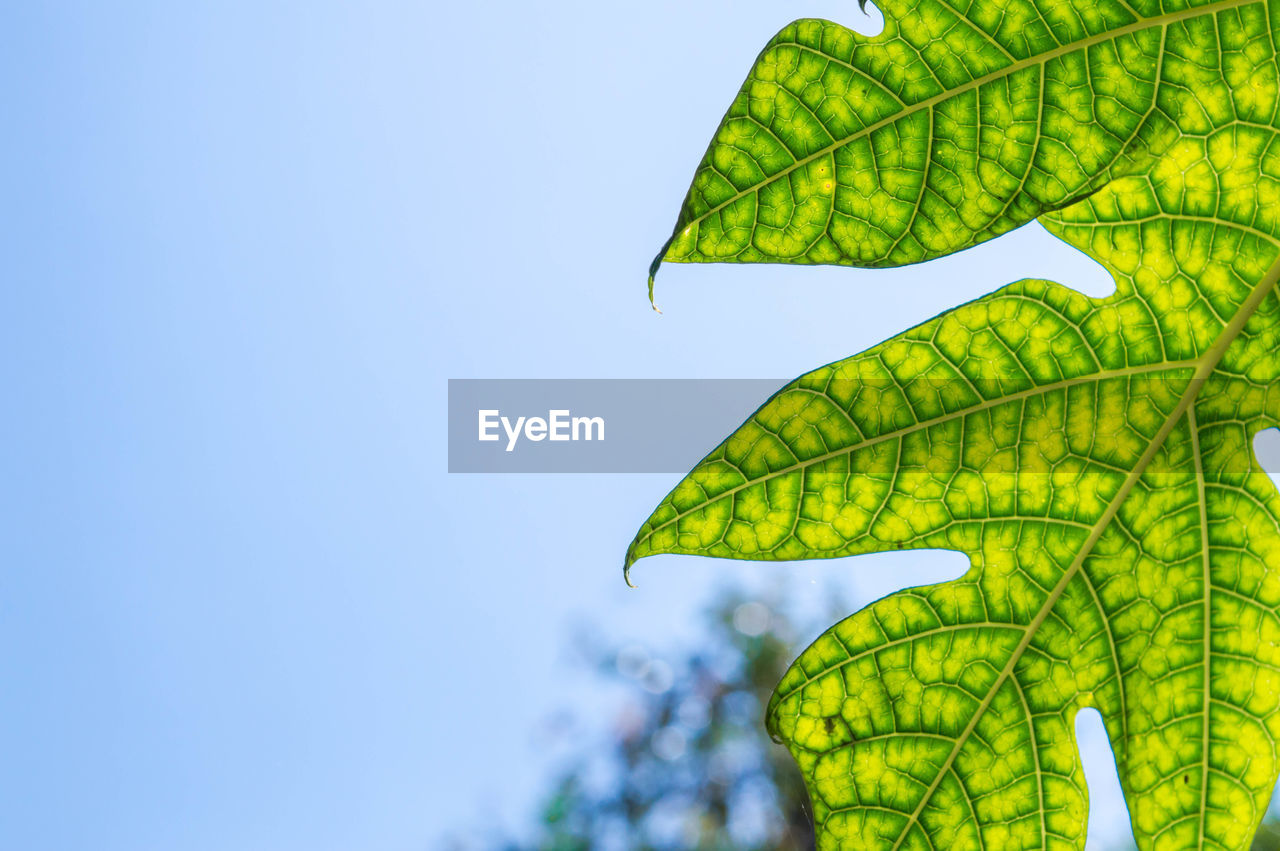 Close-up of maple leaf against sky