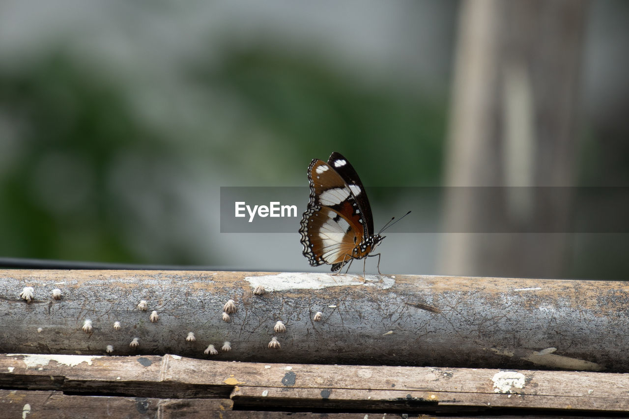 The tiger butterfly so beautiful. once can learn so much from nature and its colours