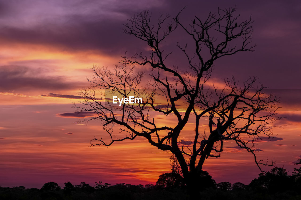 silhouette tree on field against orange sky during sunset