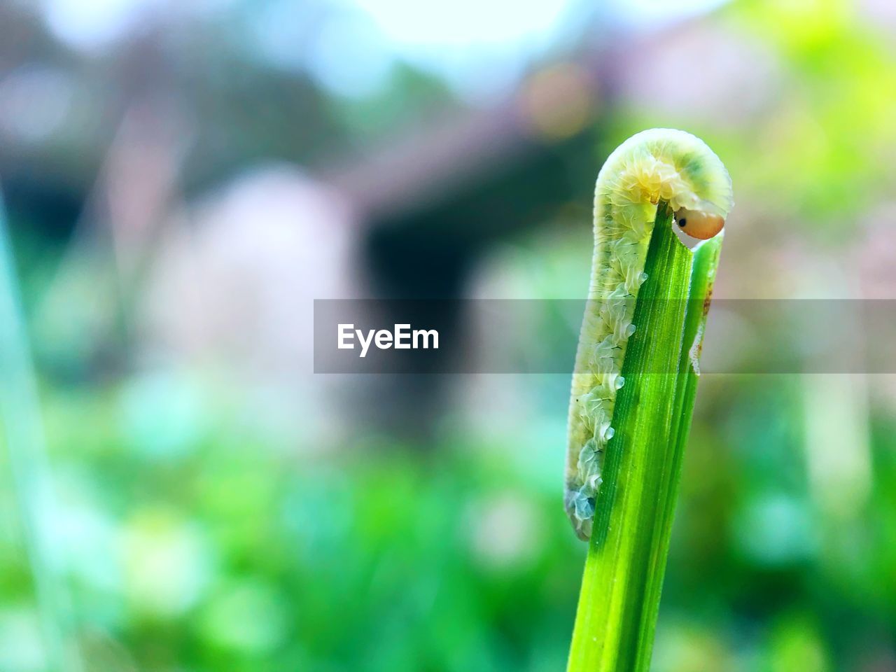 CLOSE-UP OF GREEN BUD ON PLANT