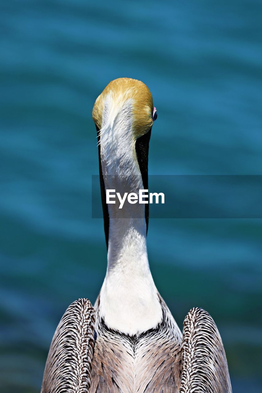 Close-up of bird against lake