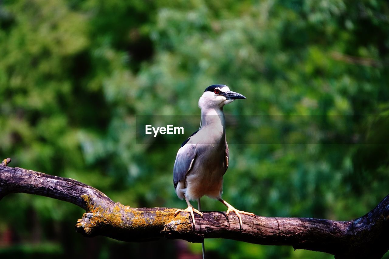 BIRD PERCHING ON A BRANCH