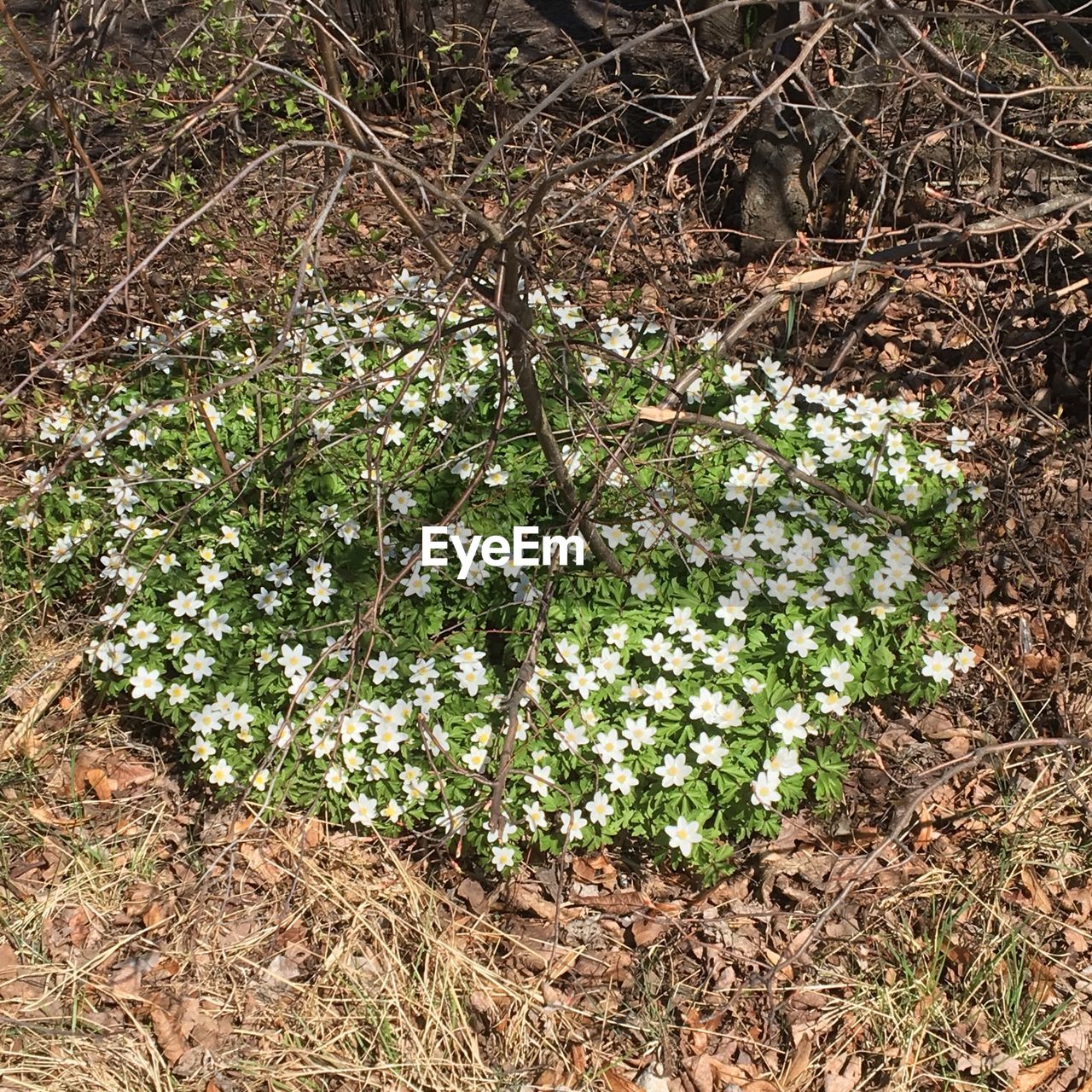 Plants growing on field