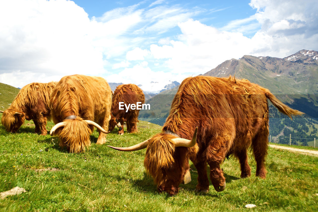 Panoramic view of cow on field against sky