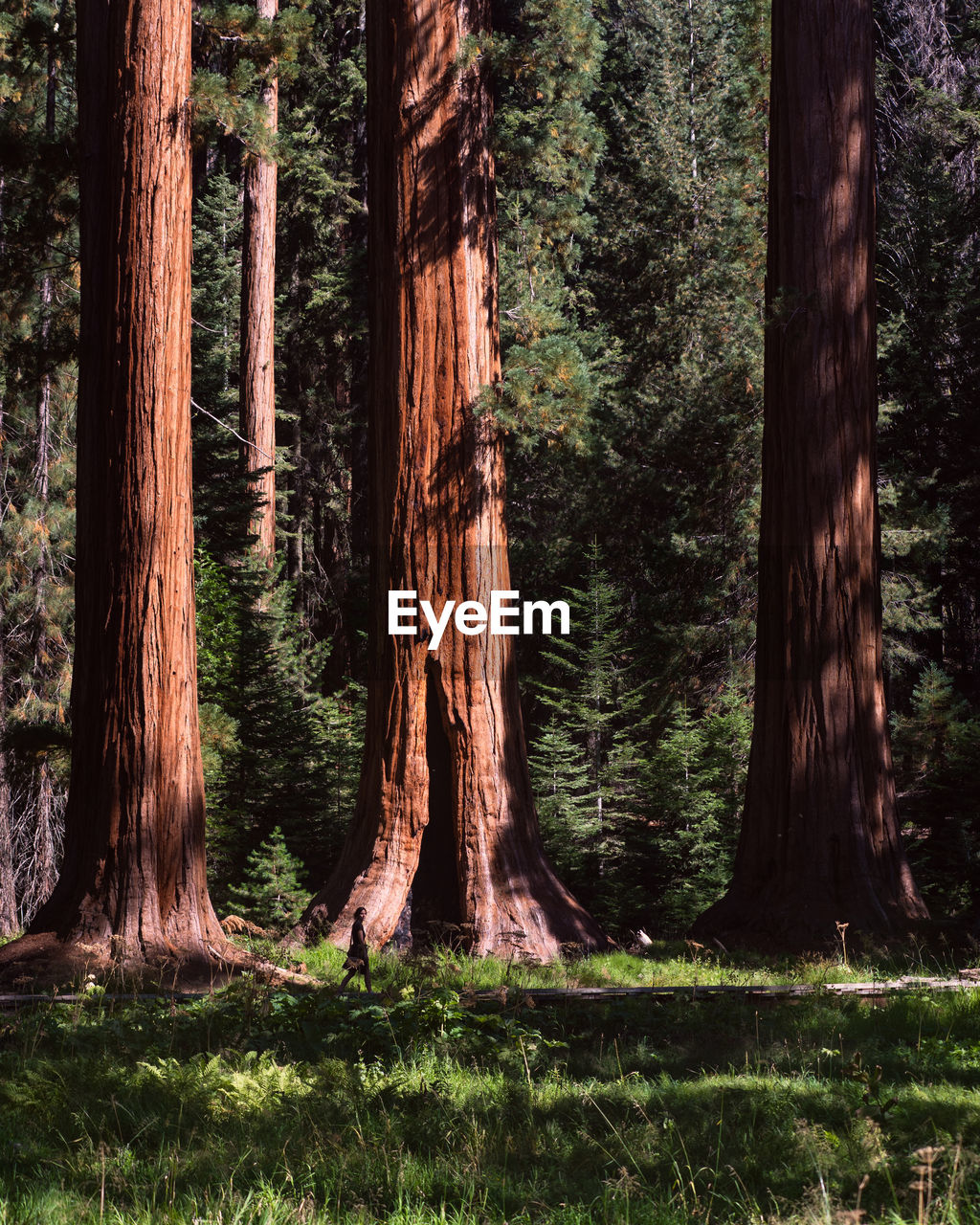 Trees growing in forest