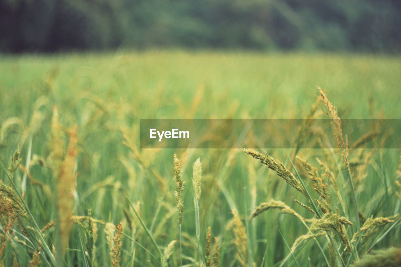 CLOSE-UP OF WHEAT FIELD