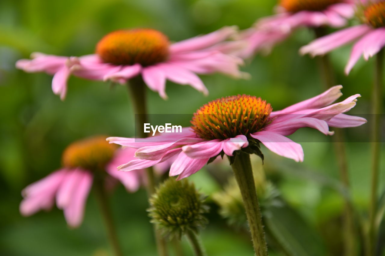 CLOSE-UP OF PINK FLOWERING PLANTS