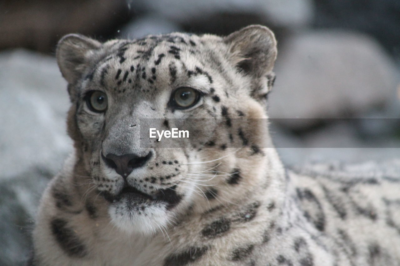 Close-up portrait of a snow leopard