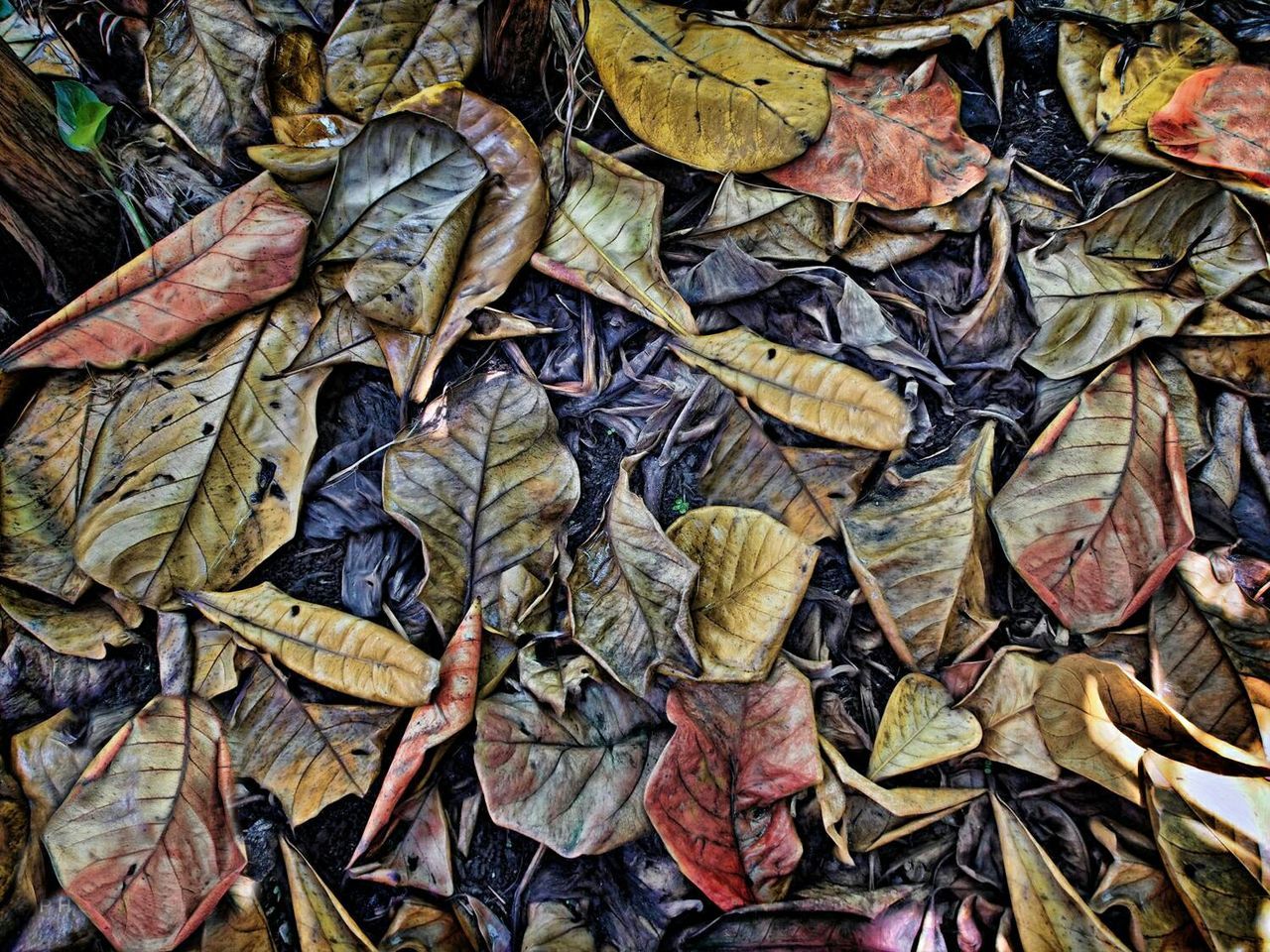 High angle view of dry leaves