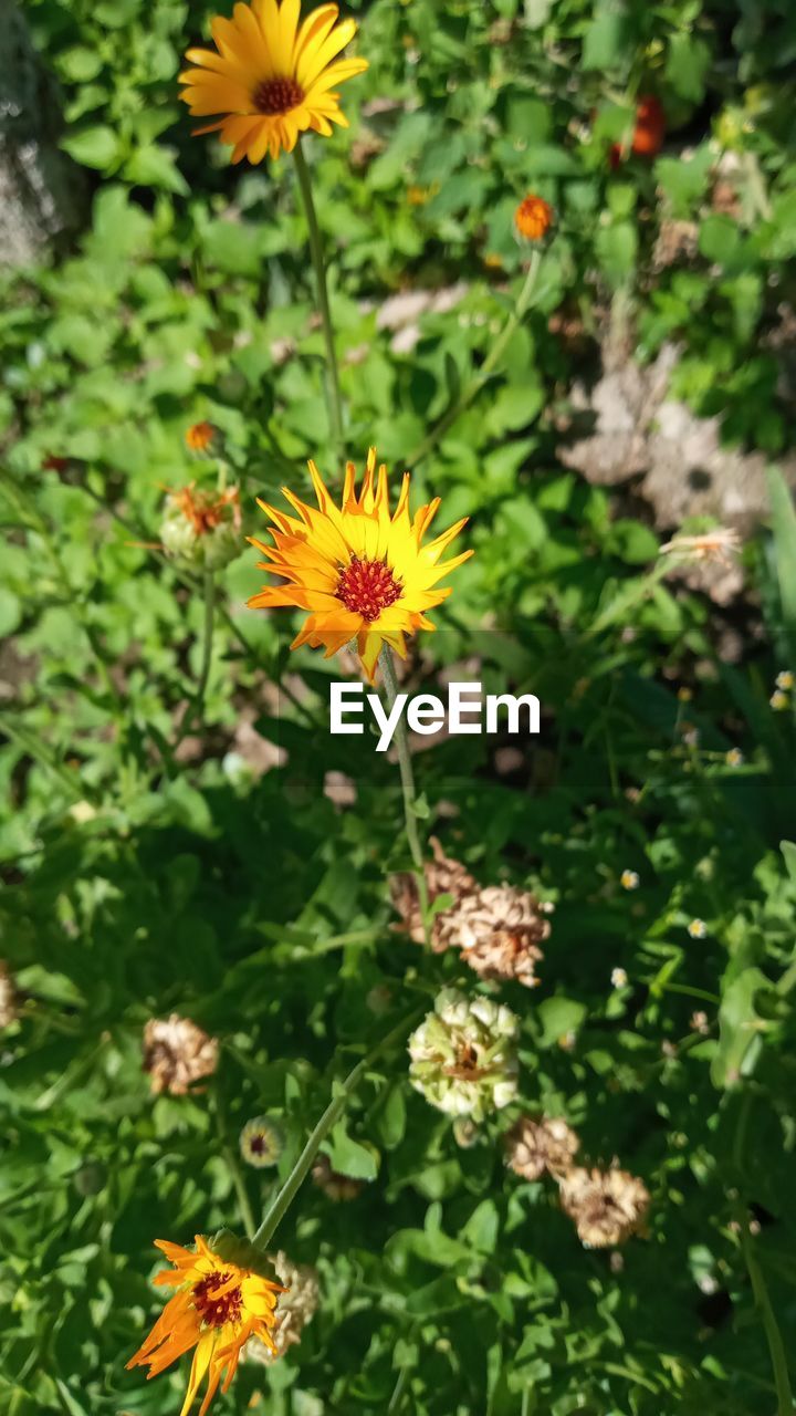 HIGH ANGLE VIEW OF ORANGE FLOWERING PLANTS