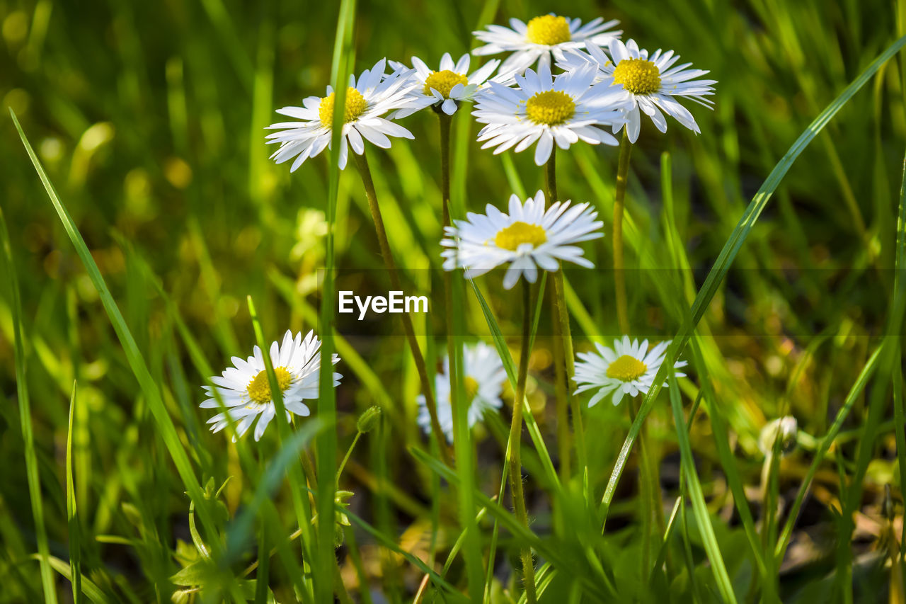 CLOSE-UP OF WHITE DAISIES ON FIELD