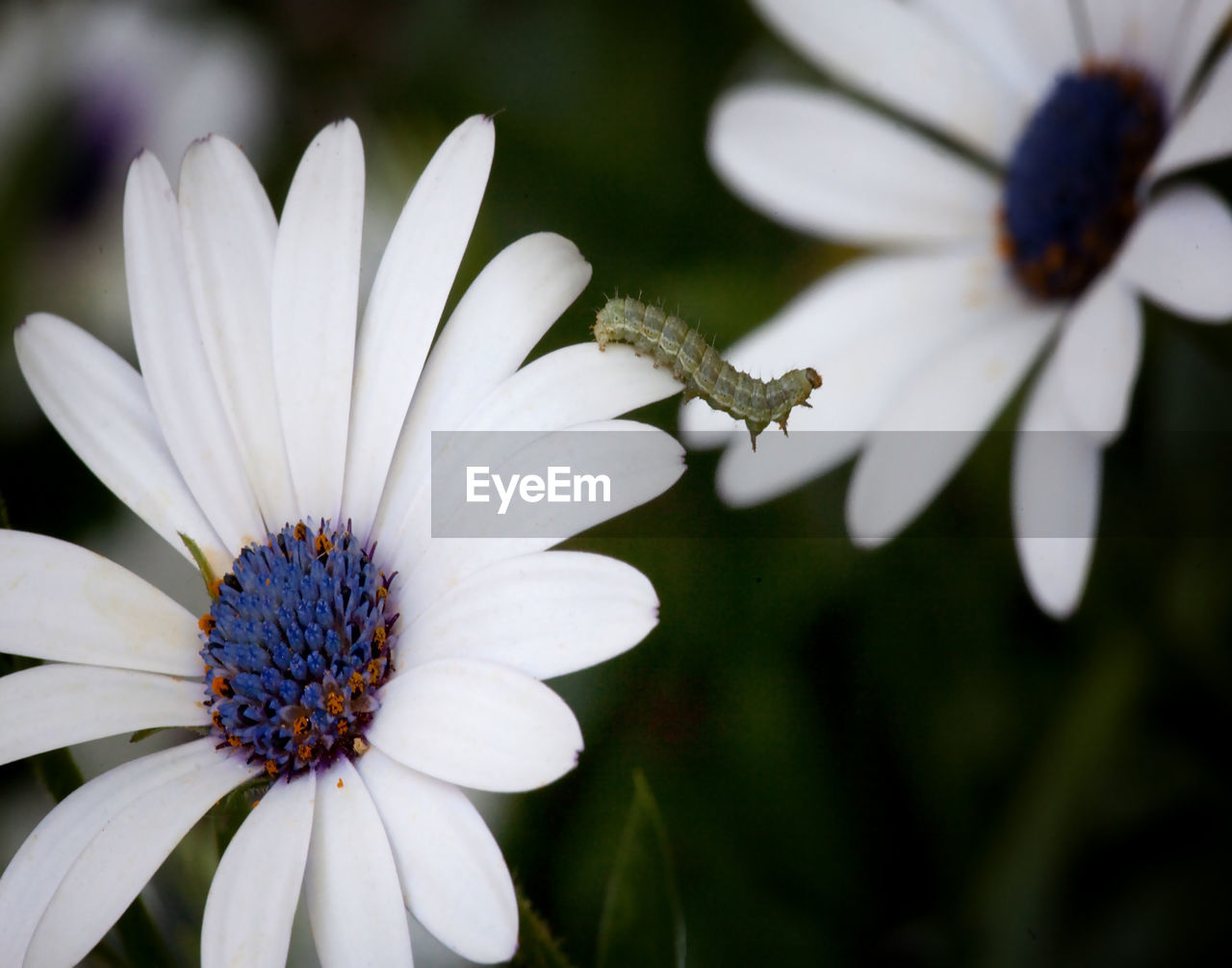 Close-up of caterpillar on white flower