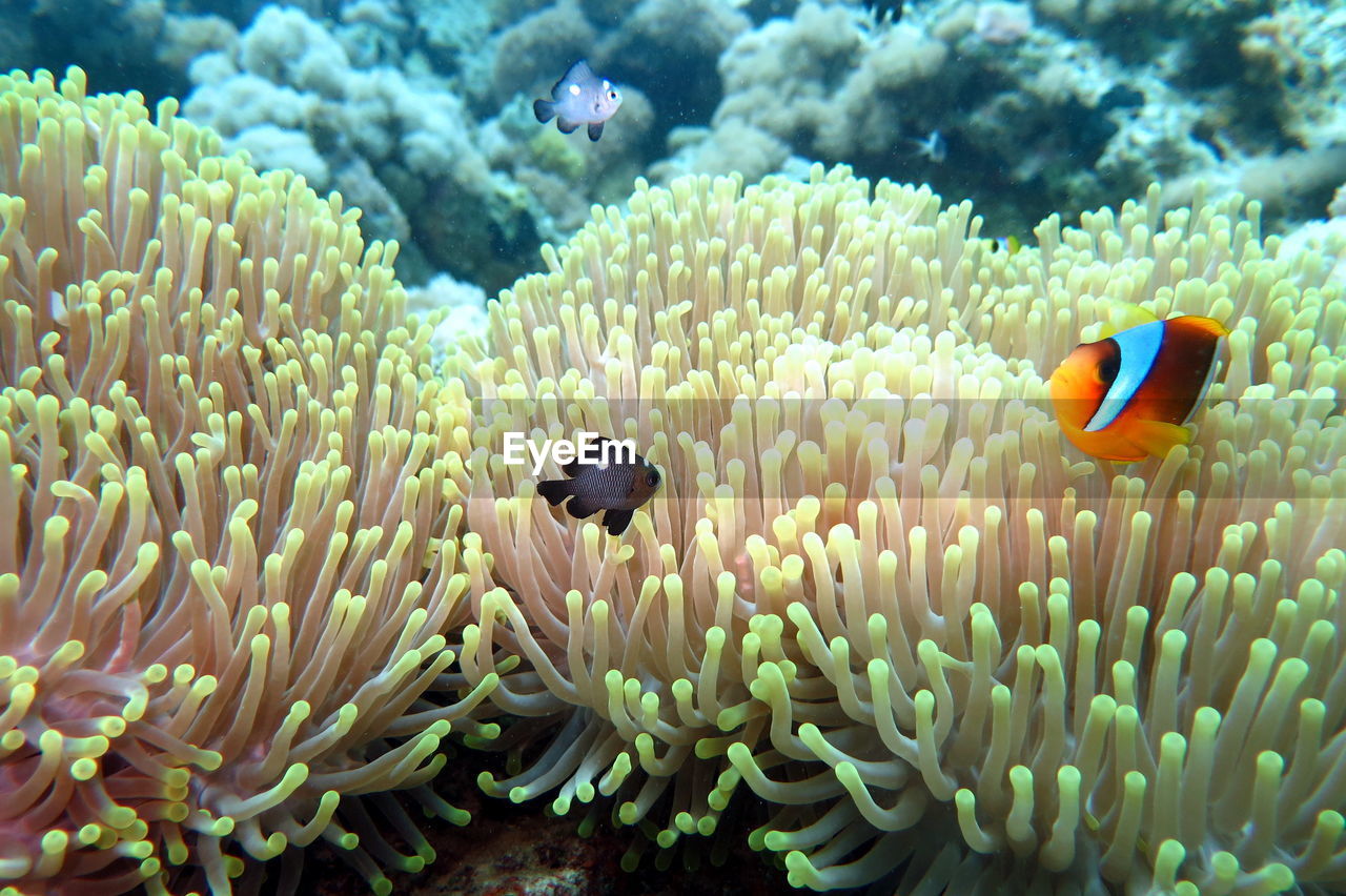 Close-up of fish swimming in sea