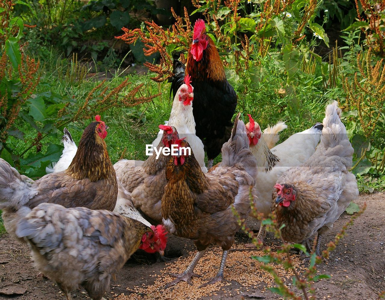 Chickens on land against plants