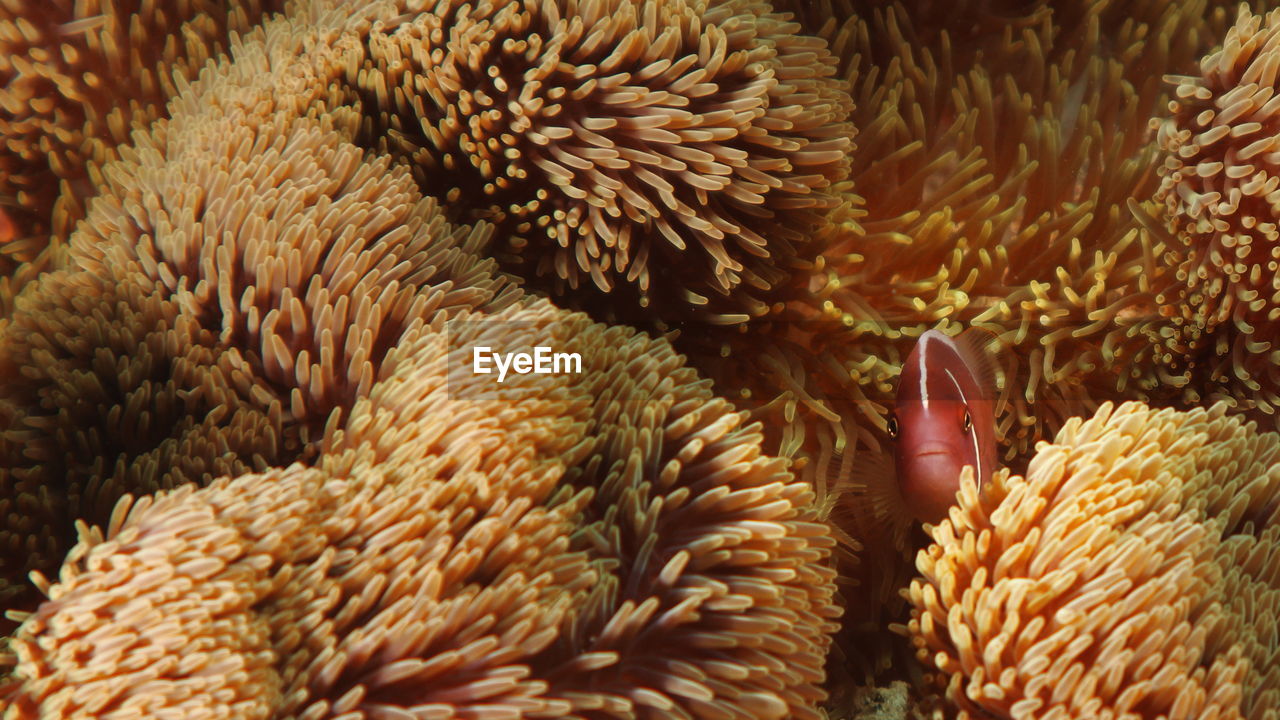 Damselfish peeking out of an anemone
