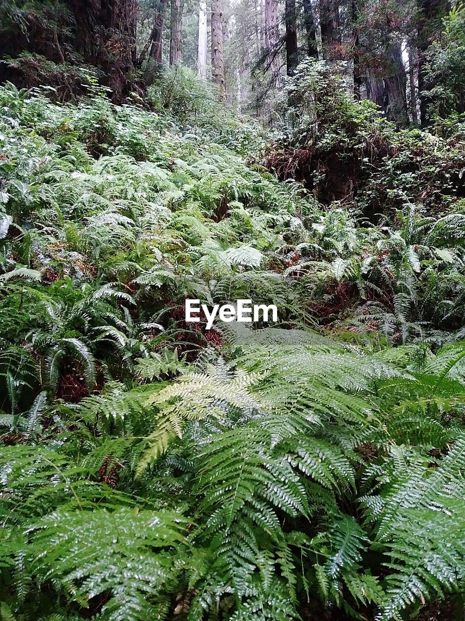 Close-up of fern amidst trees in forest