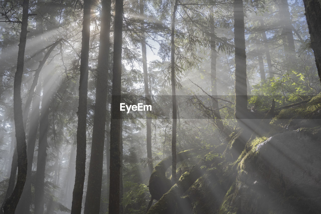 SUNLIGHT STREAMING THROUGH TREES IN FOREST DURING FOGGY WEATHER