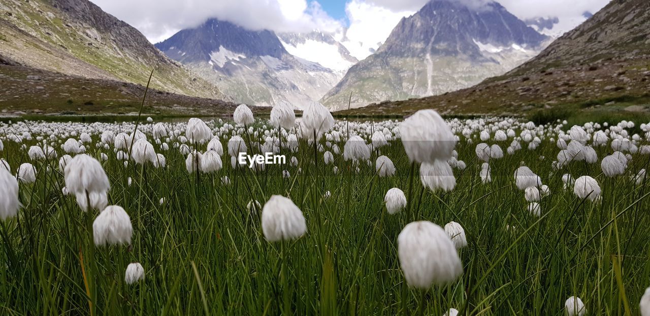 White flowering plants on field in mountain with a lake and a glacier