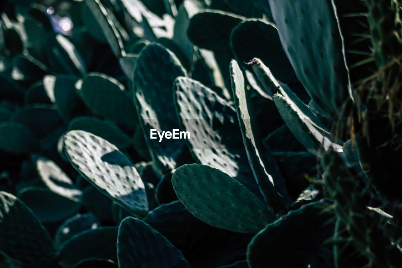 Close-up of succulent plants