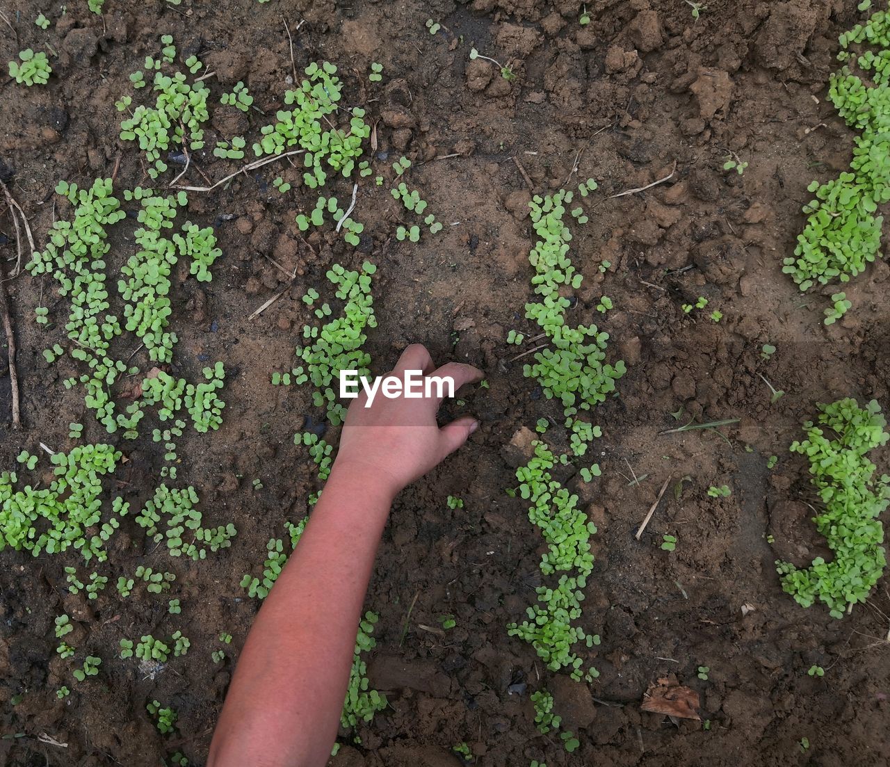 HIGH ANGLE VIEW OF PERSON HAND ON PLANT