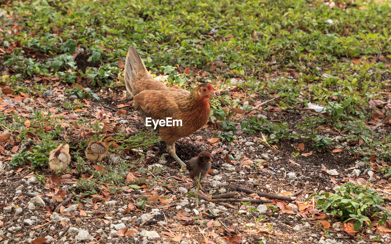 Baby chicks, called gypsy chickens or cubalaya by the locals of key west, florida