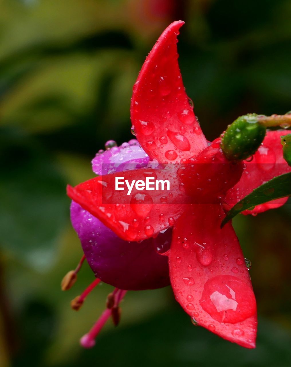 CLOSE-UP OF WATER DROPS ON RED FLOWER