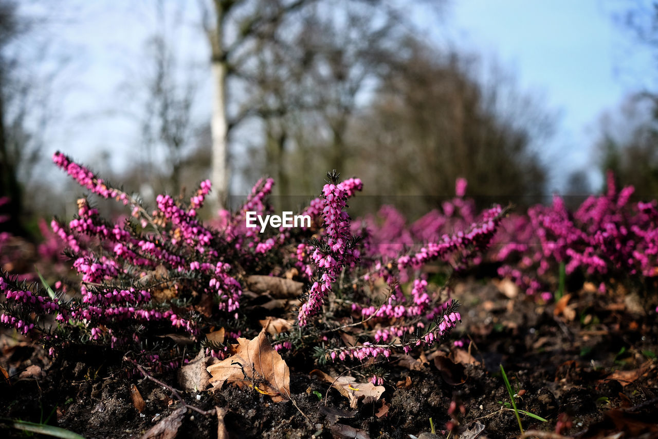 Close-up of pink flowering plant on field
