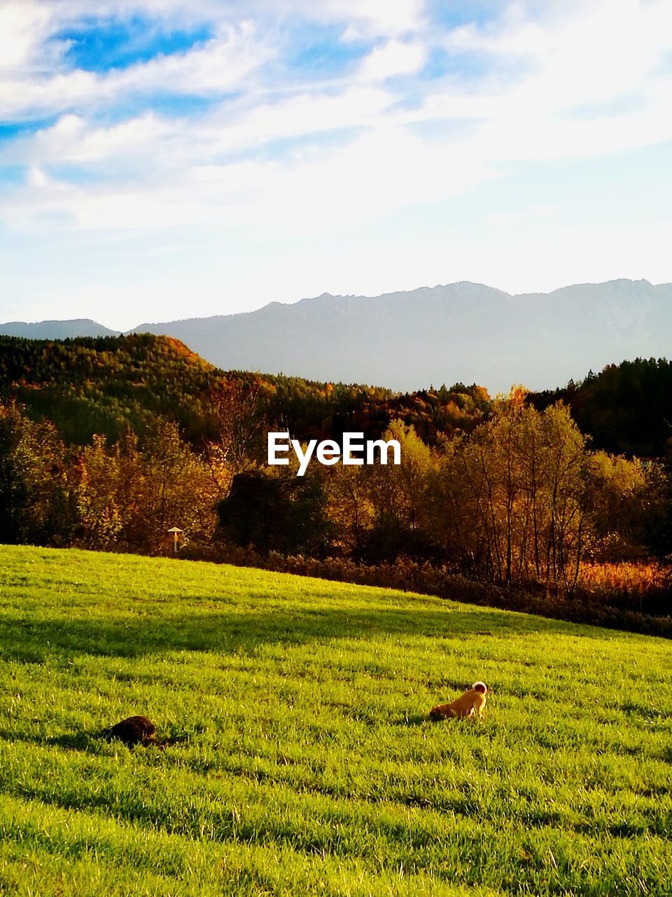 SCENIC VIEW OF RICE FIELD AGAINST SKY