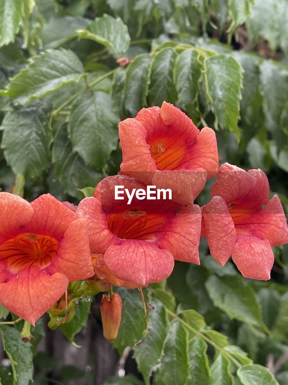 flower, plant, flowering plant, growth, leaf, plant part, freshness, beauty in nature, petal, inflorescence, flower head, nature, close-up, fragility, no people, hibiscus, red, green, botany, day, outdoors, blossom, springtime, food