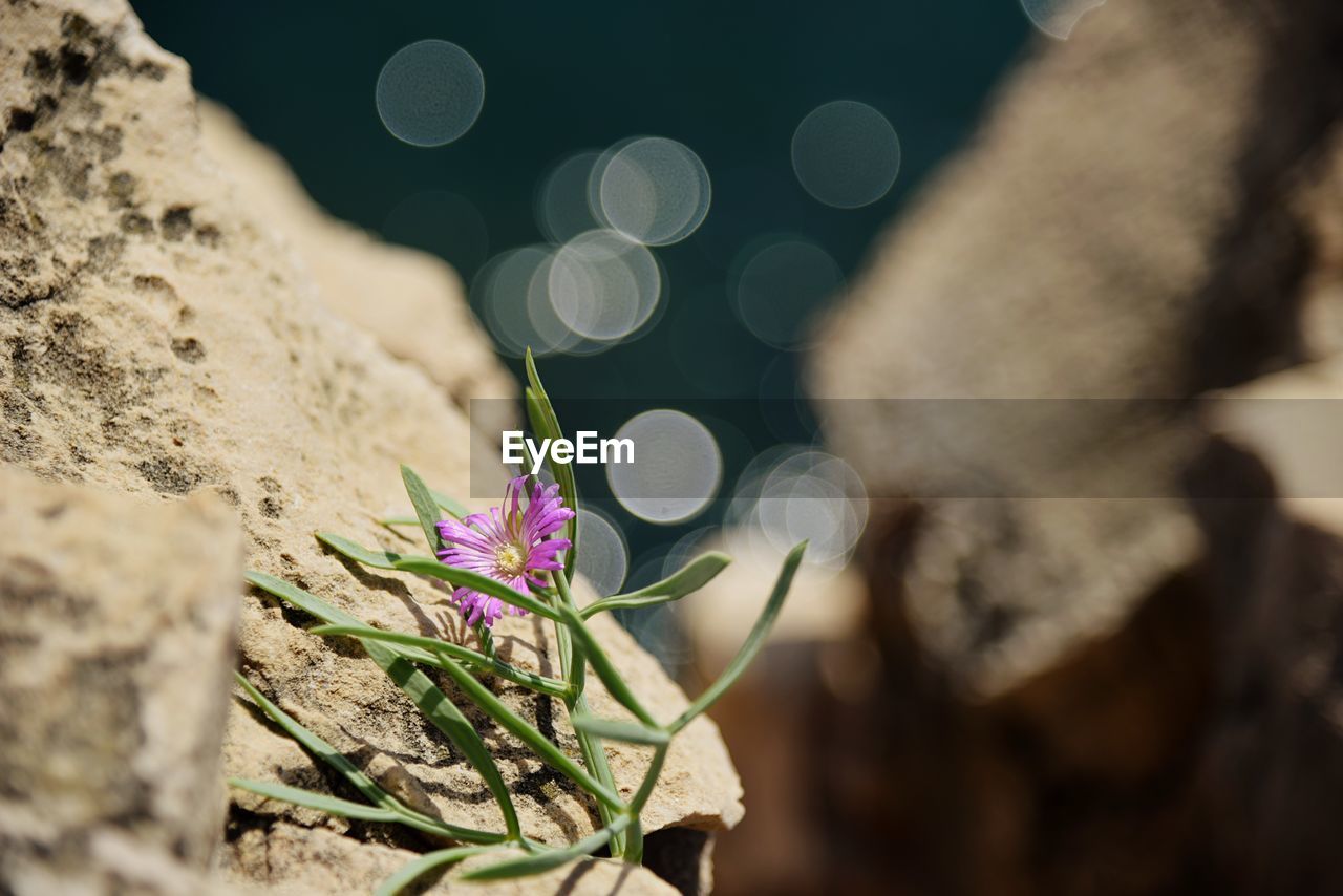 CLOSE-UP OF FLOWERING PLANT AGAINST BLURRED BACKGROUND