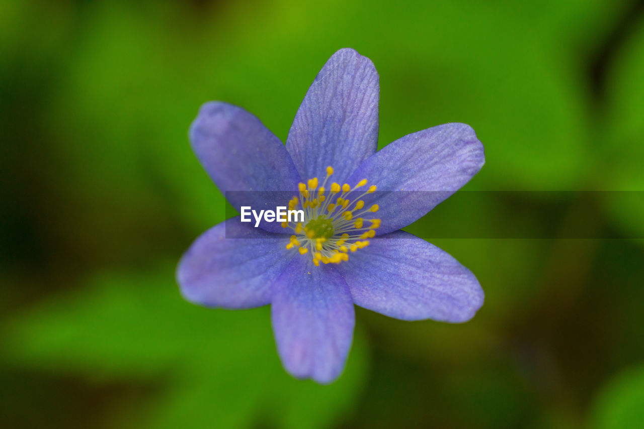 CLOSE-UP OF PURPLE FLOWER AGAINST BLURRED BACKGROUND