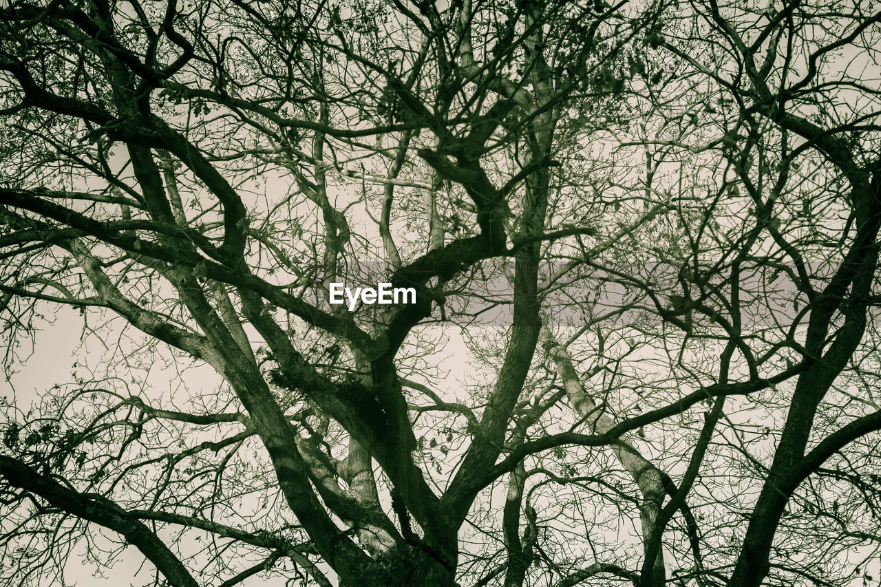 LOW ANGLE VIEW OF TREE AGAINST SKY